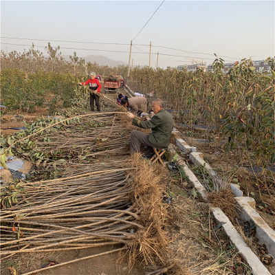 矮化雞心紅櫻桃苗與破碎機的實用指南 圖片展示及應用解析